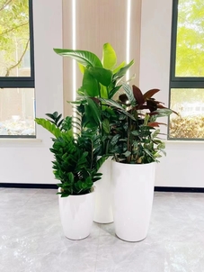 宁波余姚盆景出租专业户，绿植租赁新选择