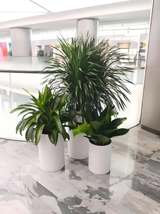 余姚盆景租摆价格实惠